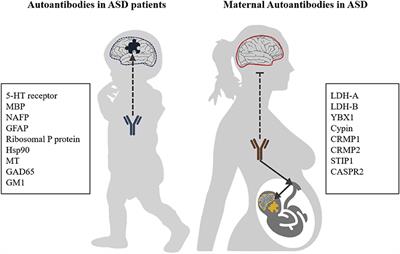 Antigenic Targets of Patient and Maternal Autoantibodies in Autism Spectrum Disorder